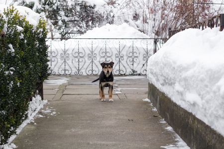 Small puppy dog spitz stands on cold winter snowed yardの写真素材