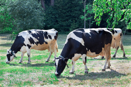 Group of black white cows walks breeding on farm field meadowの写真素材