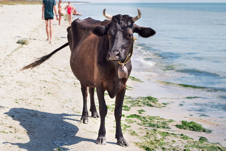 Thirsty domestic farm red black cow walks on sea beach coastline among peopleの写真素材