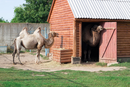 Family of white two-humped camels couple standing in zoo aviaryの写真素材