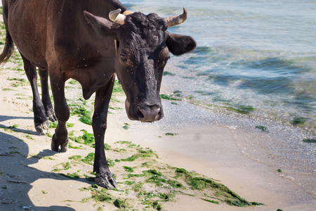 Domestic farm red black cow walking on sea coastal beach coastlineの写真素材