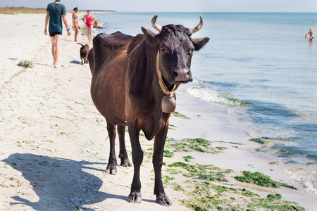 Thirsty domestic farm red black cow walking on sea coastal beach among people and dogsの写真素材