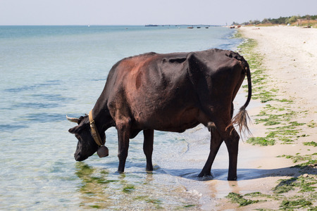 Thirsty domestic farm red black cow walks on sea beach drinking waterの写真素材