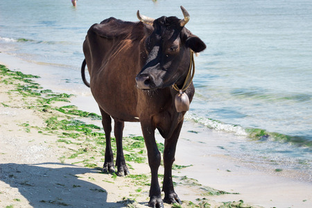 Domestic farm red black cow standing on sea coastal beach coastlineの写真素材