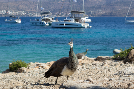 Flock of colorful peacocks walking on coastal rocks of Mediterranean sea near white yachts and catamaransの写真素材