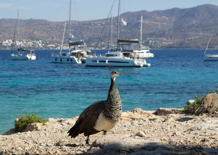 Flock of colorful peacocks walking on coastal rocks of Mediterranean sea near white yachts and catamaransの写真素材