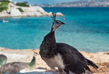 Grey peacock walking on coastal rocks near blue sea waterの写真素材