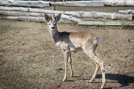 Close-up of baby deer fawn on rural countryside farm ranch in villageの写真素材