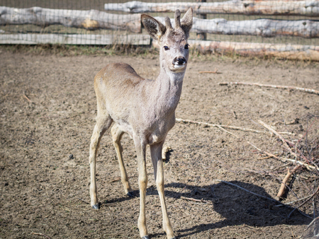 Close-up of baby deer fawn on rural countryside farm ranch in villageの写真素材