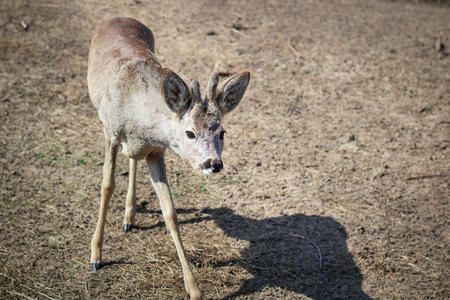 Close-up of baby deer fawn on rural countryside farm ranch in villageの写真素材