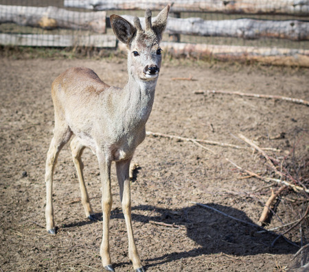 Close-up of baby deer fawn on rural countryside farm ranch in villageの写真素材