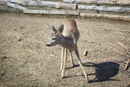 Close-up of baby deer fawn on rural countryside farm ranch in villageの写真素材