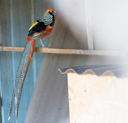Colourful multicolored male pheasant sitting on henroost on rural countryside bird farm ranch in...
