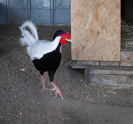 Colorful black white male pheasant on rural countryside bird farm ranch in villageの写真素材