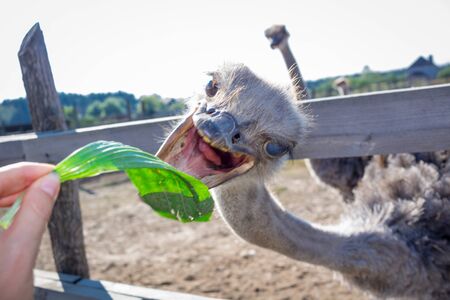 Ostrich birds on ostrich farm countrysideの写真素材