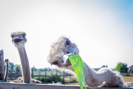 Ostrich birds on ostrich farm countrysideの写真素材