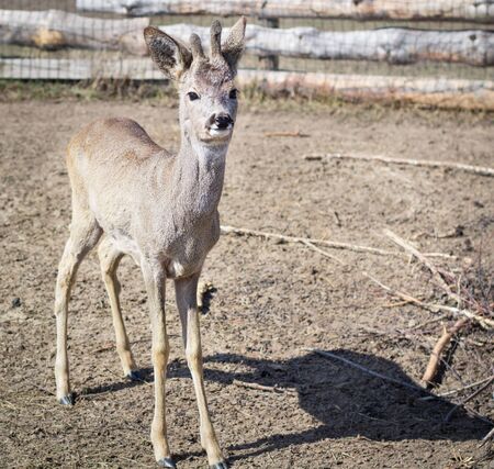 Close-up of baby deer fawn on rural countryside farm ranch in villageの写真素材