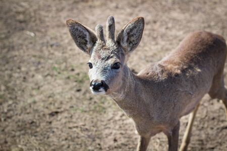 Close-up of baby deer fawn on rural countryside farm ranch in villageの写真素材