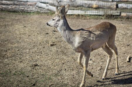 Close-up of baby deer fawn on rural countryside farm ranch in villageの写真素材