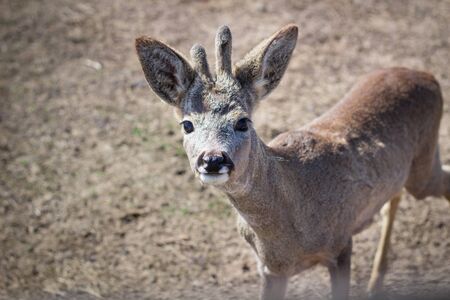 Close-up of baby deer fawn on rural countryside farm ranch in villageの写真素材