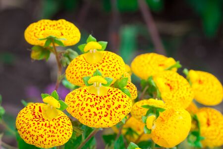 Floral close-up of small yellow summer garden flowers with redの写真素材