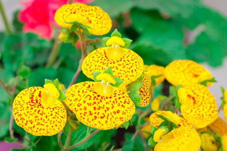 Floral close-up of small yellow summer garden flowers with red dotsの写真素材