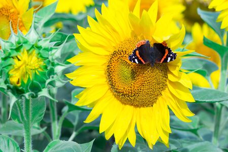 Close-up of colorful red black butterfly on yellow orange bright sunflowersの写真素材