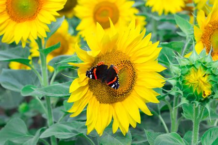 Close-up of colorful red black butterfly flying on yellow orange sunflowers on fieldの写真素材