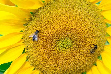 Close-up of honeybee on yellow bright sunflower gathering honey on fieldの写真素材
