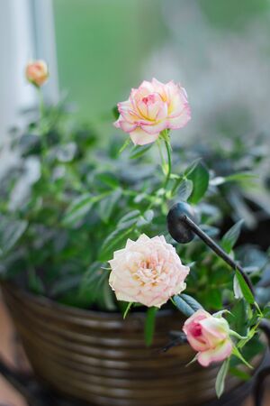 Close-up: flowering pink white roses flowersの写真素材