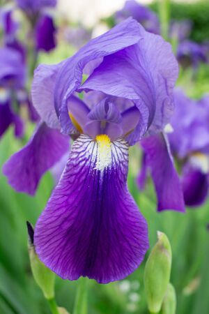 Colorful blossoming spring summer garden purple iris flowerの写真素材