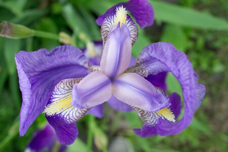 Colorful blossoming spring summer purple iris flowerの写真素材