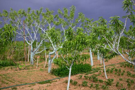 Peach garden in spring before storm with dark skyの写真素材
