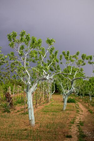 Peach trees garden in spring before storm with dark skyの写真素材