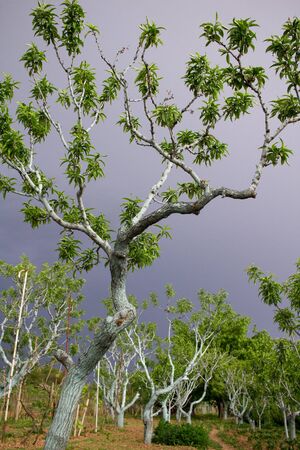 Peach tree in spring before stormy dark skyの写真素材