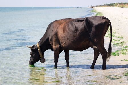 Thirsty domestic farm red black cow walking on sea coast drinking waterの写真素材