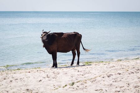 Domestic farm red black cow stands on sea coastal beach coastlineの写真素材