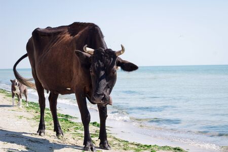 Dog chasing domestic farm red black cow walking on sea coastal beach coastlineの写真素材