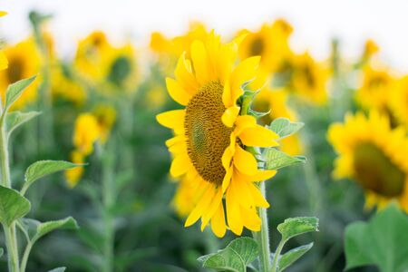 Close up of yellow sunflowers on meadow fieldの写真素材