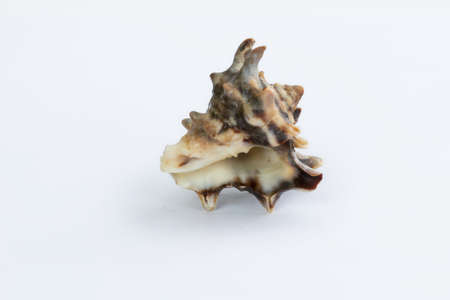 Marine life: light brown spiny itchy gastropod seashell close-up on white backgroundの写真素材