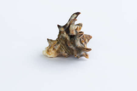 Marine life: light brown spiny itchy gastropod seashell close-up on white backgroundの写真素材