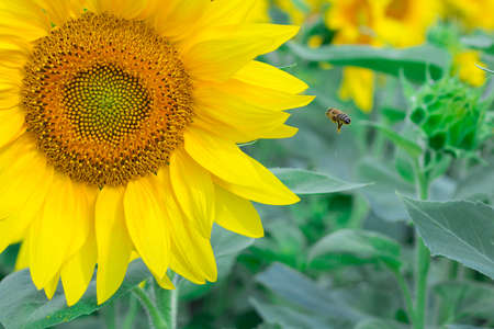 Close-up of small honeybee on yellow bright sunflower gathering honey on fieldの写真素材