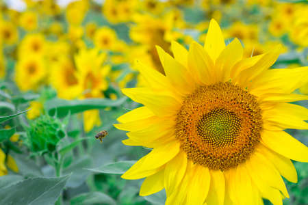 Small honeybee flying on yellow bright sunflower gathering honey on fieldの写真素材