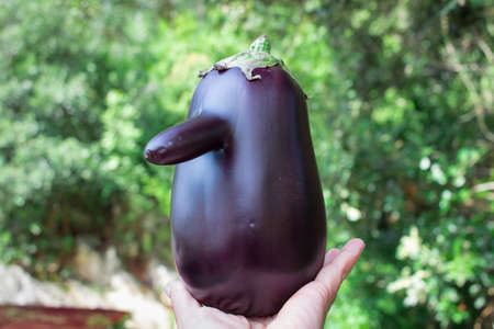 Funny fresh natural organic vegetable eggplant with long nose in handの写真素材