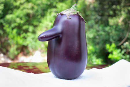 Funny purple natural organic vegetable eggplant with long nose on green backgroundの写真素材