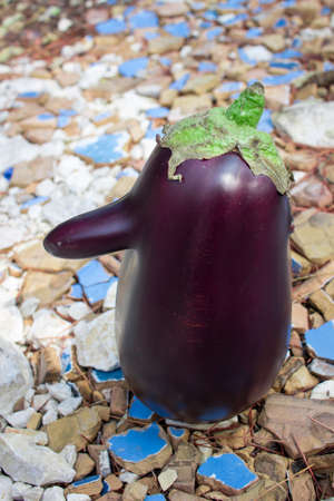 Funny purple fresh natural organic vegetable eggplant with long nose on tilesの写真素材