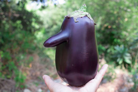 Funny purple fresh natural organic vegetable eggplant with long nose in handの写真素材
