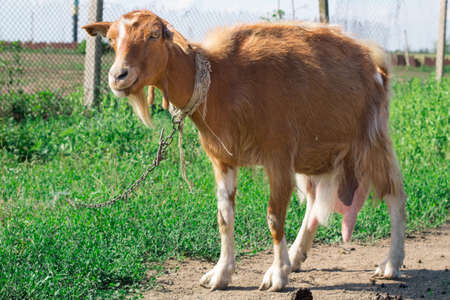 Domestic red goat standing on village road in countryside pasture while feeding on grassの写真素材