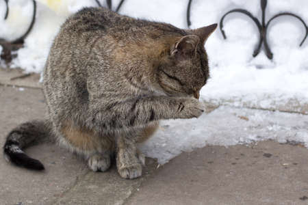 Close up of small gray striped furry cat sitting in cold winter snowed yardの写真素材