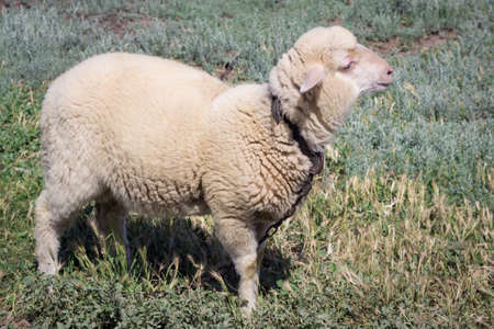 White sheep stands in pasture breedingの写真素材